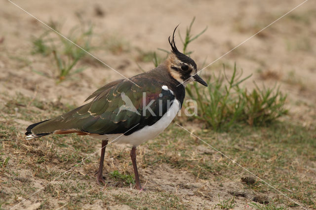 Kievit (Vanellus vanellus)