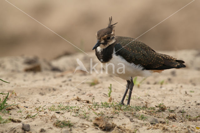 Kievit (Vanellus vanellus)