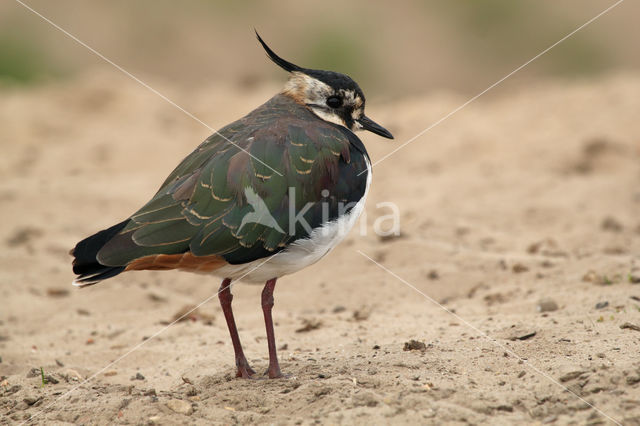 Kievit (Vanellus vanellus)