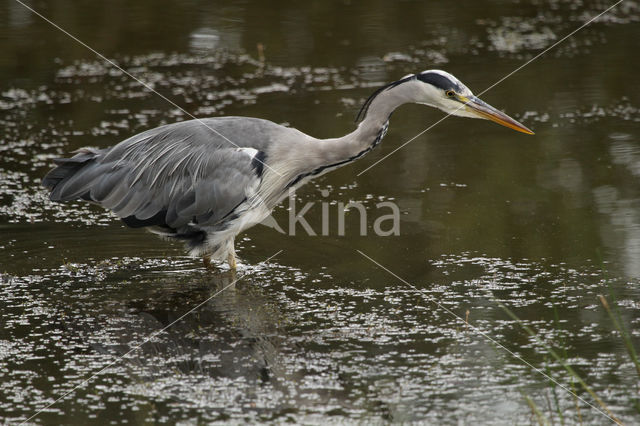 Grey Heron (Ardea cinerea)