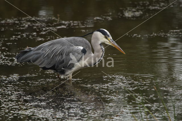 Grey Heron (Ardea cinerea)