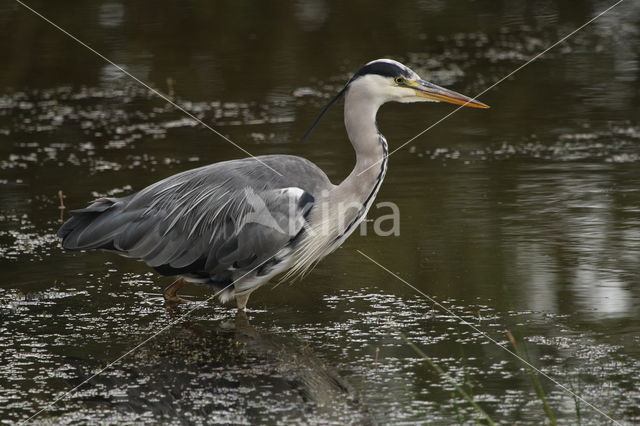 Grey Heron (Ardea cinerea)