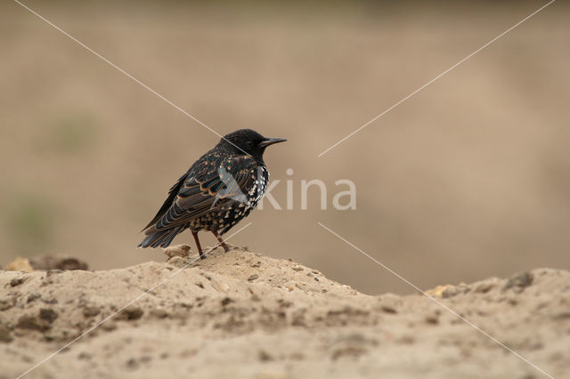 European Starling (Sturnus vulgaris)