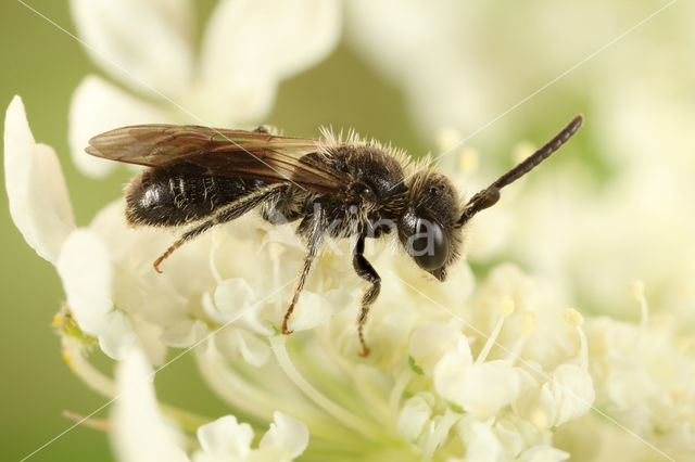 Andrena minutuloides