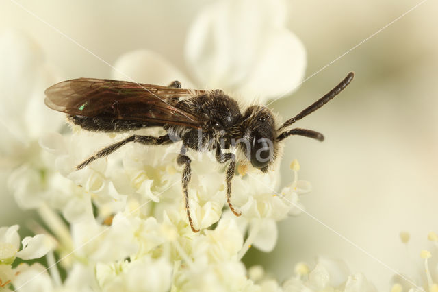 Andrena minutuloides