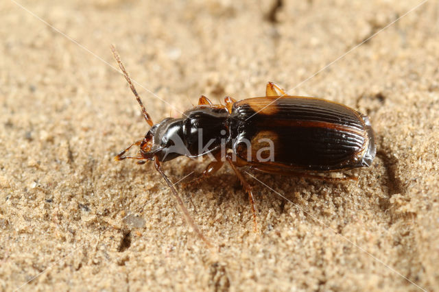 Schoudervlekstompkaak (Badister sodalis)