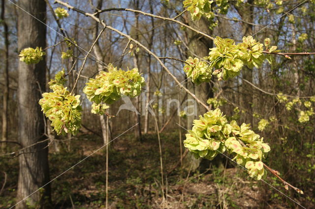 Ruwe iep (Ulmus glabra)