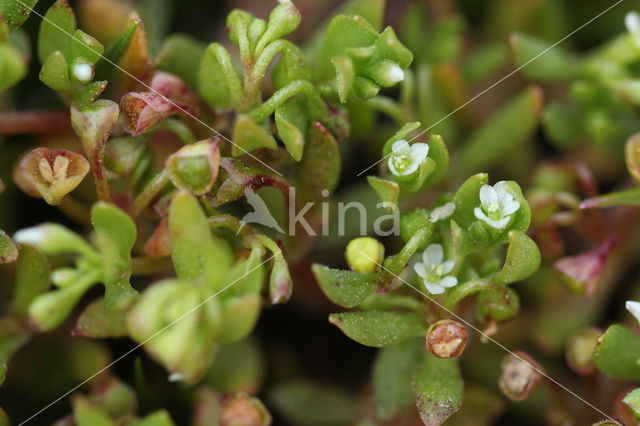 Klein bronkruid (Montia fontana subsp. chondrosperma)