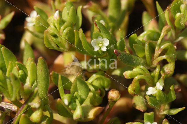 Klein bronkruid (Montia fontana subsp. chondrosperma)