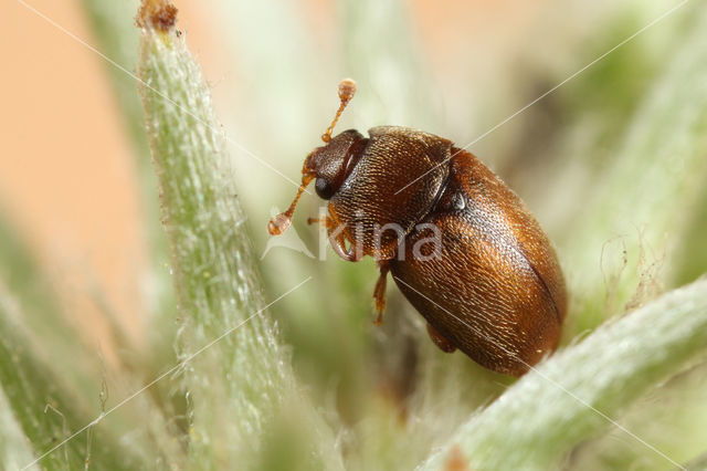 Epuraea melanocephala