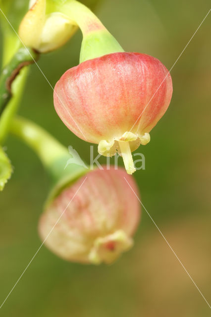 Blauwe bosbes (Vaccinium myrtillus)