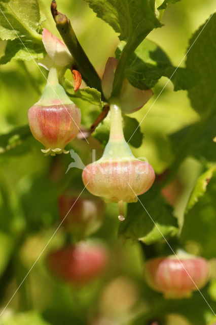 Blauwe bosbes (Vaccinium myrtillus)