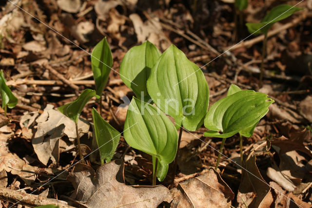 May Lily (Maianthemum bifolium)