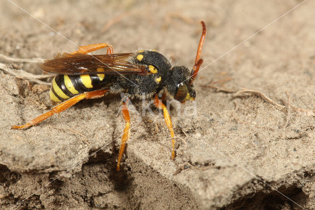 Grote wespbij (Nomada sexfasciata)