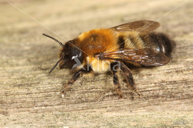 Megachile nigriventris