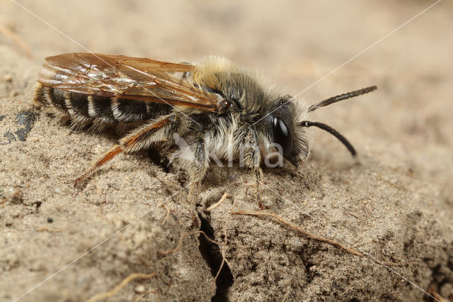 Pea mining bee (Andrena lathyri)