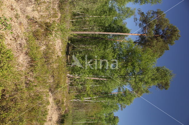 Bilberry (Vaccinium myrtillus)