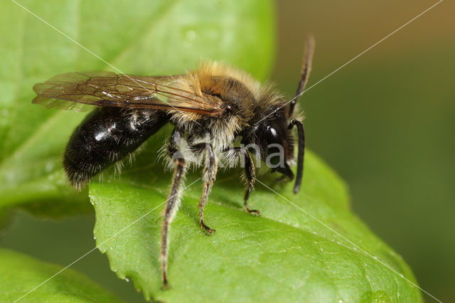 Bosbesbij (Andrena lapponica)