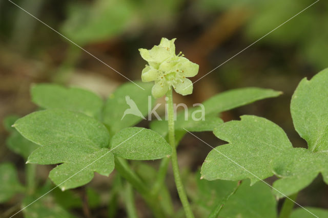 Moschatel