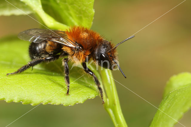 Bosmetselbij (Osmia uncinata)