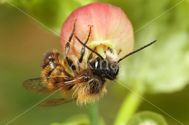 Rosse metselbij (Osmia bicornis)