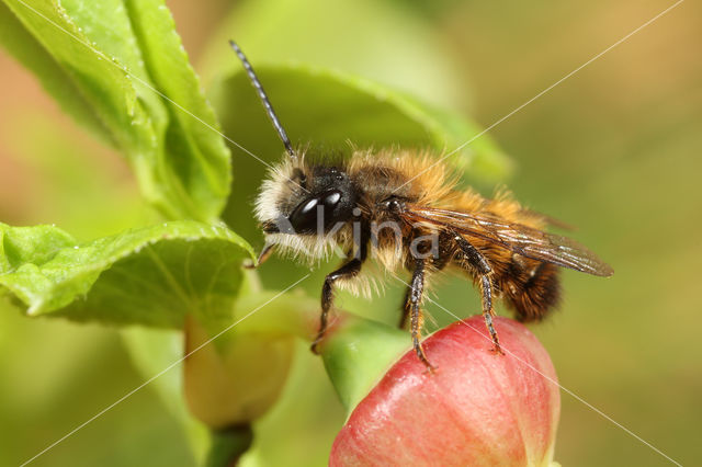 Rosse metselbij (Osmia bicornis)