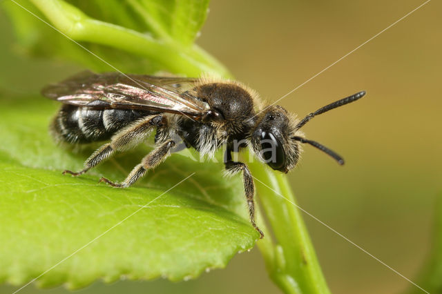 Andrena minutula