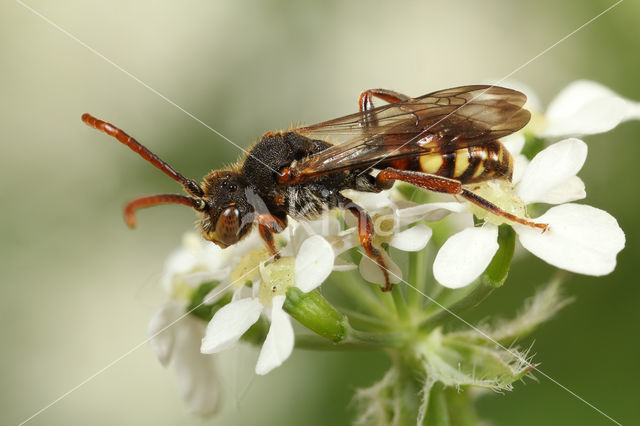 Langsprietwespbij (Nomada conjungens)