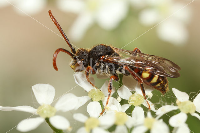 Langsprietwespbij (Nomada conjungens)