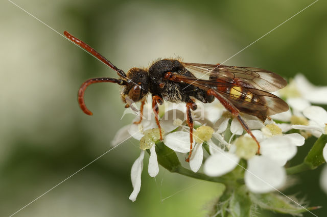 Langsprietwespbij (Nomada conjungens)