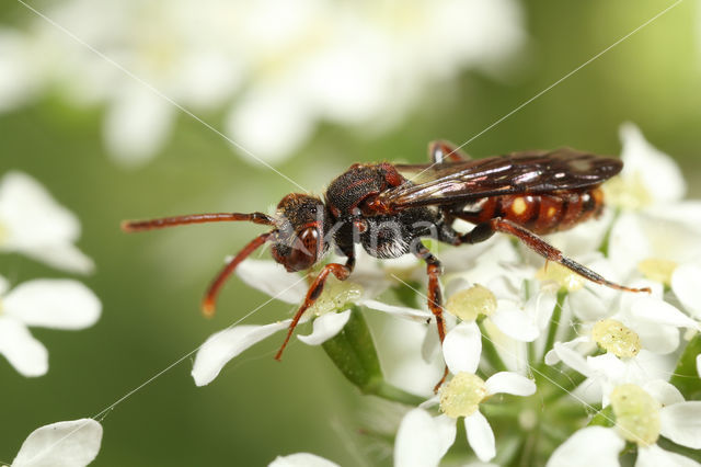 Nomada conjungens