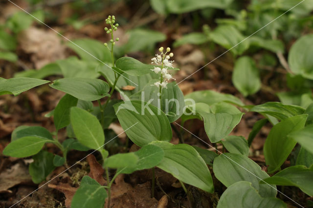 Dalkruid (Maianthemum bifolium)