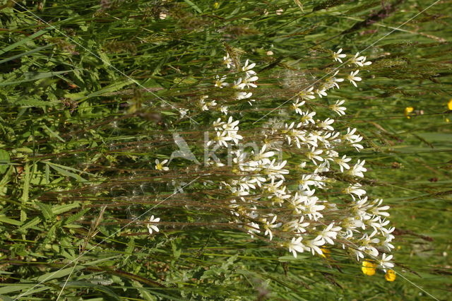 Knolsteenbreek (Saxifraga granulata)