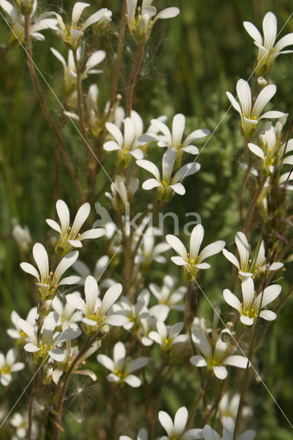 Knolsteenbreek (Saxifraga granulata)