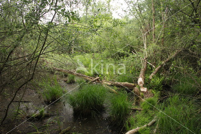 Eurasian beaver (Castor fiber)