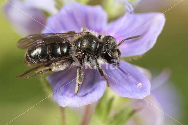 Andrena viridescens