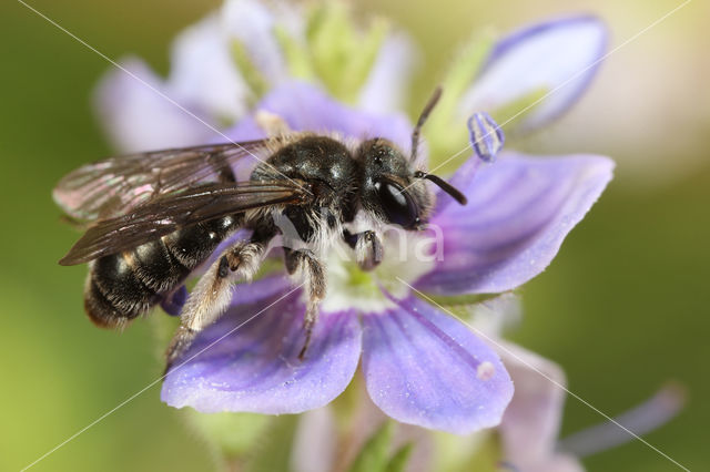 Groene zandbij (Andrena viridescens)