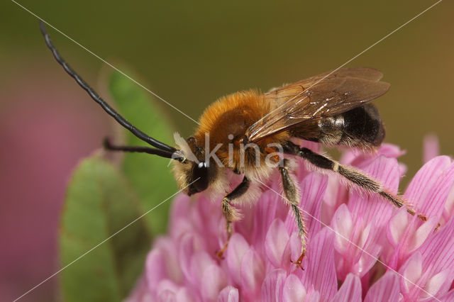 Gewone langhoornbij (Eucera longicornis)