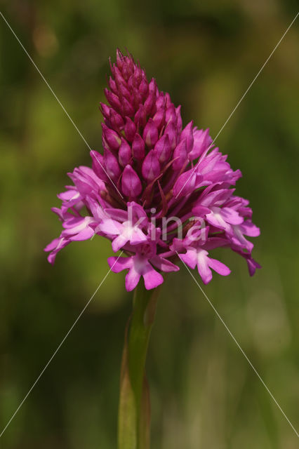 Pyramidal Orchid (Anacamptis pyramidalis)