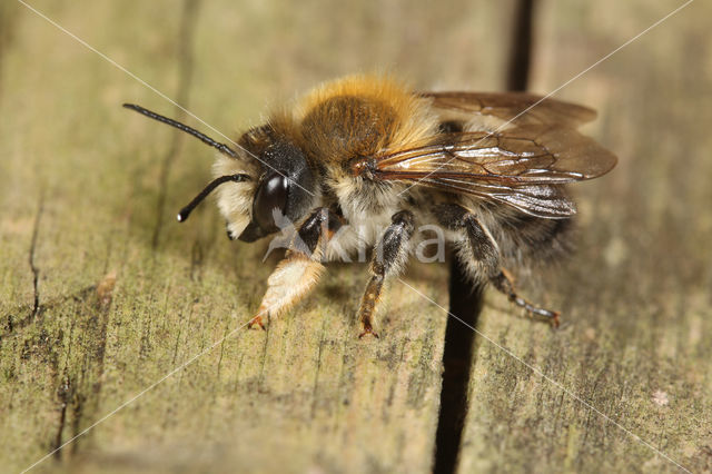 Megachile nigriventris