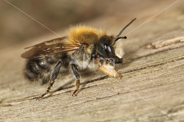 Megachile nigriventris