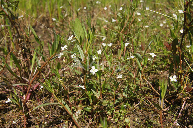 Marsh Speedwell (Veronica scutellata)