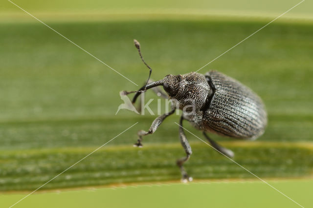 Ceutorhynchus obstrictus