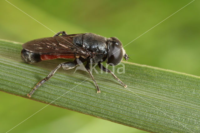 Kalkbollenzwever (Eumerus tricolor)