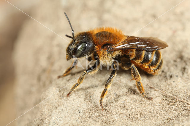 Gouden slakkenhuisbij (Osmia aurulenta)