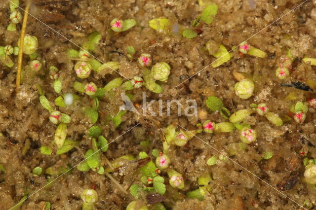 Six-stamened Waterwort (Elatine hexandra)