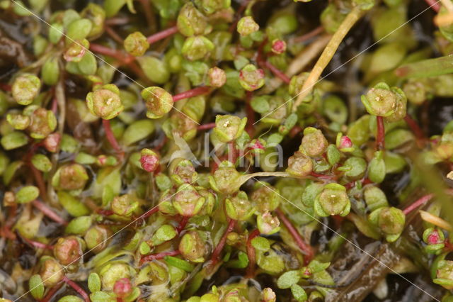 Gesteeld glaskroos (Elatine hexandra)