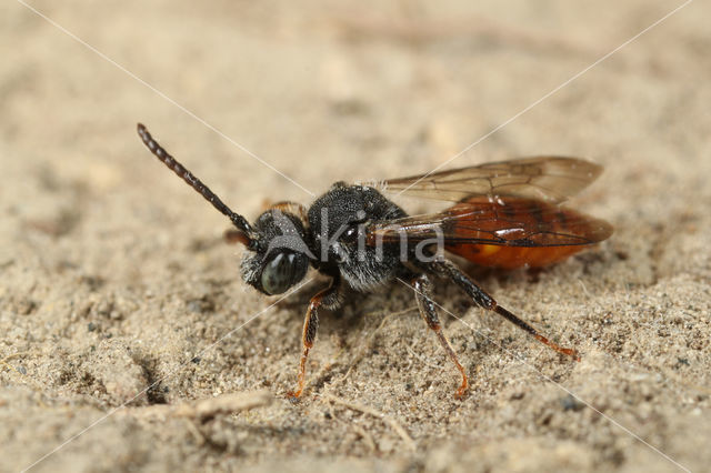 Roodzwarte dubbeltand (Nomada fabriciana)