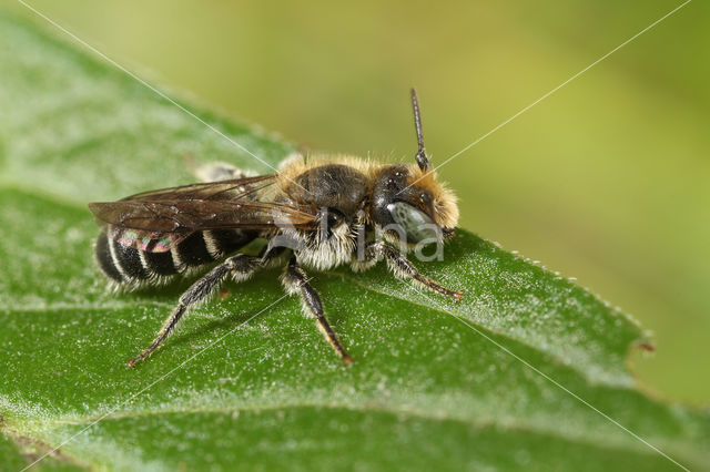 Zwartgespoorde houtmetselbij (Osmia leucomelana)