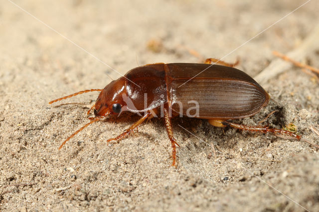 Smaragdkruiper (Harpalus smaragdinus)